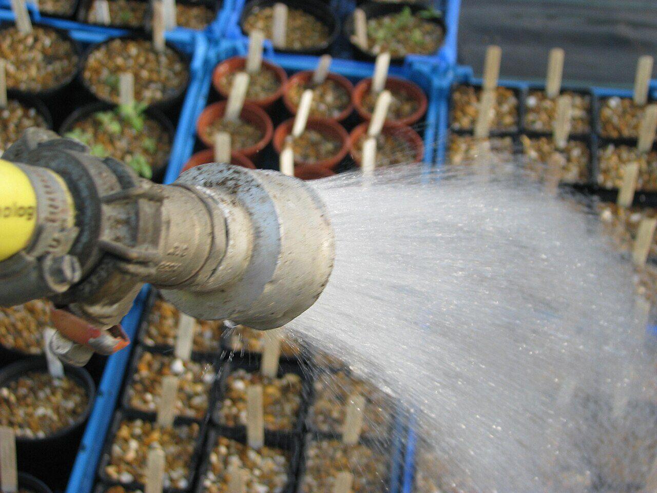 Sowing with farm-saved indigenous seed
