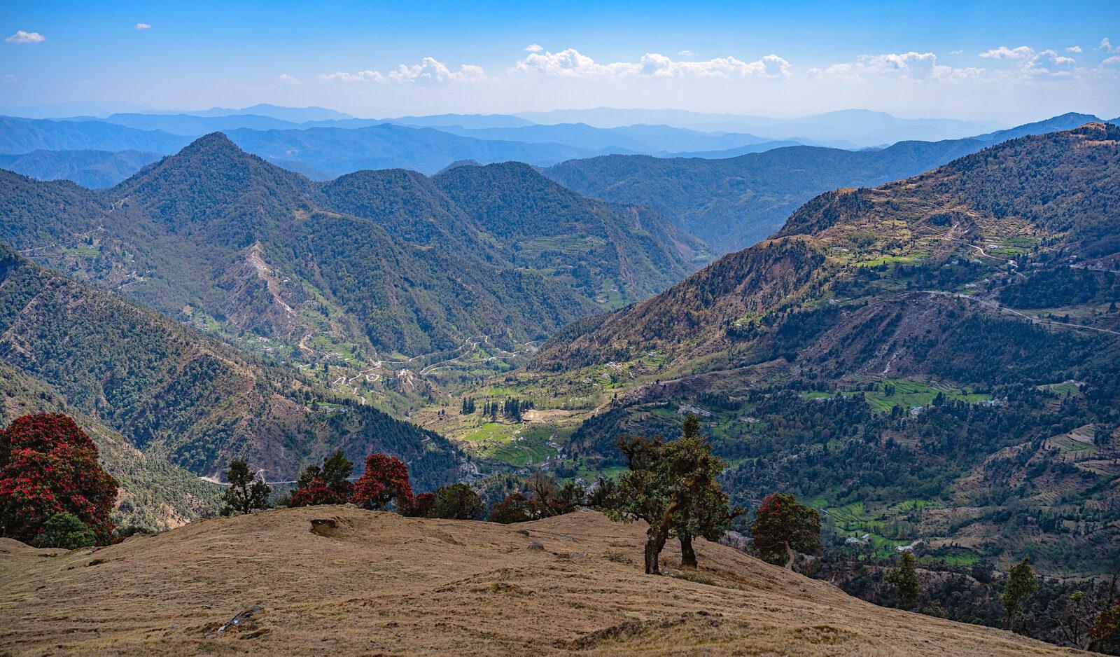 Dense forested Himalayan valley of the Kumaon region — the kind of green cover Hat Tharp protects
