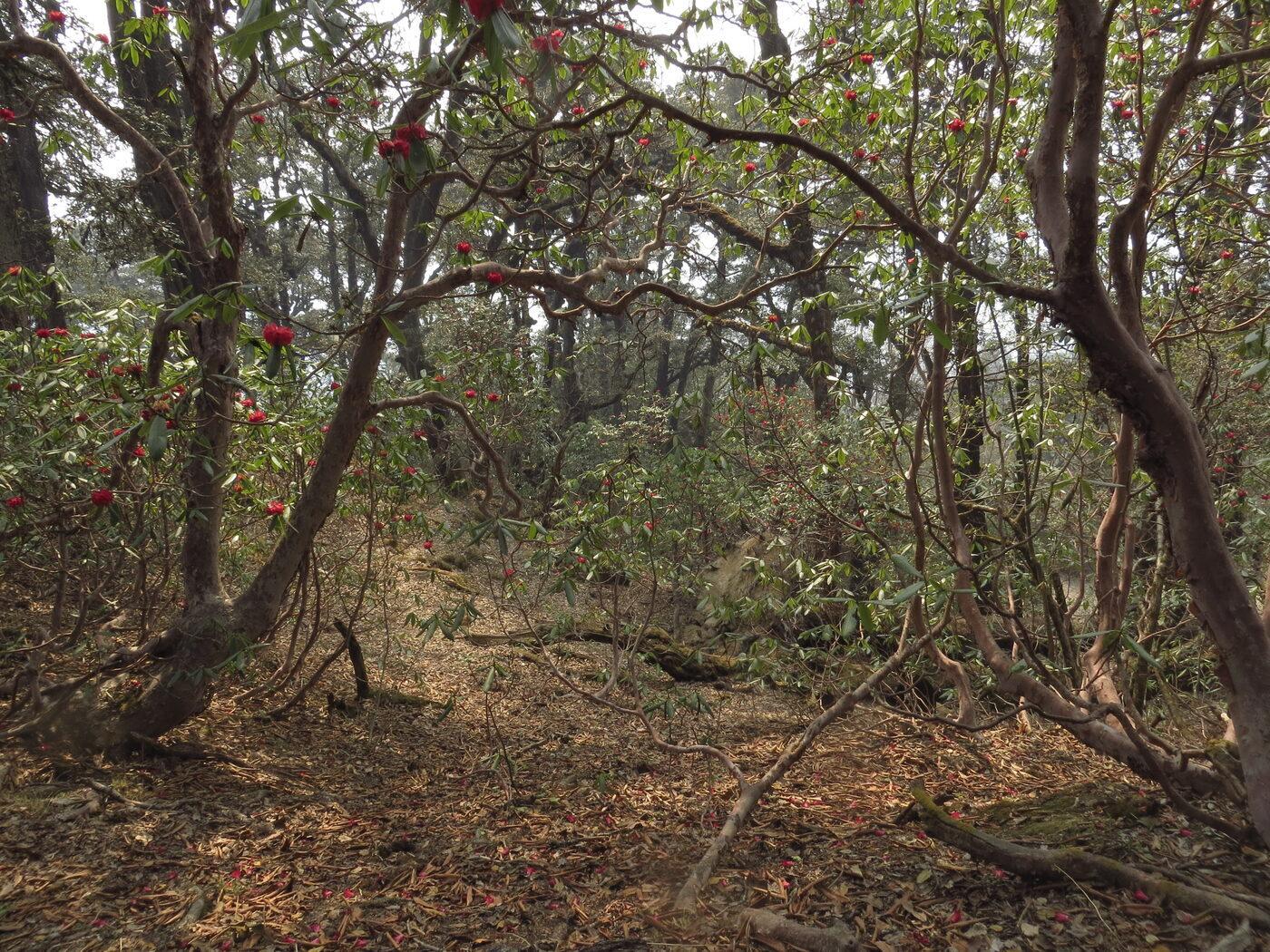 The Best Time to Visit Didihat & Hat Tharp — A Season-by-Season Guide