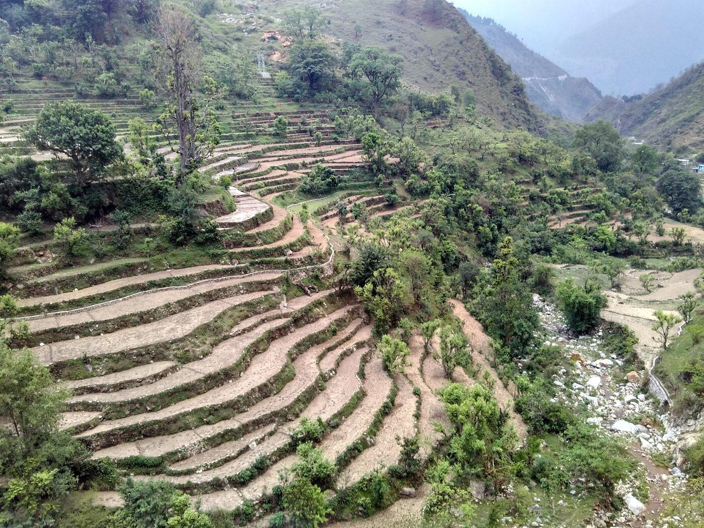 Organic by Tradition — Millet, Paddy & Kala Bhatt Farming in Hat Tharp
